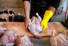 مقصر گران شدن مرغ چه کسی است؟