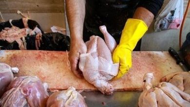 مقصر گران شدن مرغ چه کسی است؟