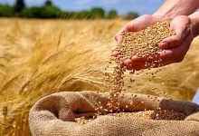 مطالبات گندمکاران در مسیر پرداخت/ دستور مستقیم رئیس‌جمهوری برای تأمین منابع