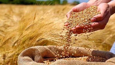 مطالبات گندمکاران در مسیر پرداخت/ دستور مستقیم رئیس‌جمهوری برای تأمین منابع