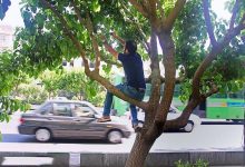 توت‌های خیابانی را نخورید/ هشدار جدی برای بیماری‌های گوارشی