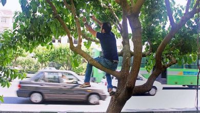 توت‌های خیابانی را نخورید/ هشدار جدی برای بیماری‌های گوارشی