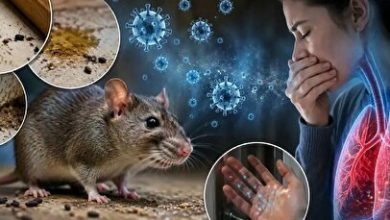نقطه آغاز موج جدید ویروس هانتا از کجا بود؟ + فیلم
