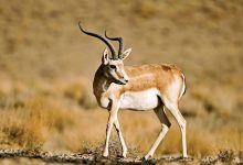 اینفوگرافیک/ کدام ذخیره‌گاه‌های زیست کره ایران جهانی شده‌اند؟