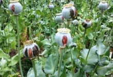 آزاد شدن کشت خشخاش در ایران/ ستاد مبارزه با مواد مخدر پاسخ داد