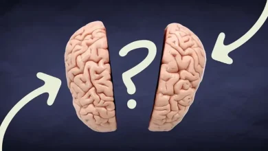 آیا مغز افراد منطقی با دیگران فرق دارد؟