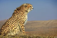 اجرای پروژه فنس‌کشی در محور شاهرود-سبزوار برای حفاظت از یوزپلنگ آسیایی