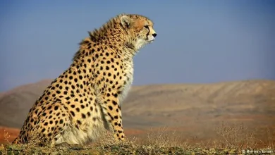 اجرای پروژه فنس‌کشی در محور شاهرود-سبزوار برای حفاظت از یوزپلنگ آسیایی