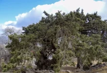 سرو دهبکری بم ثبت ملی می‌شود