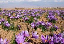 رکورد تازه در بورس کالا / ۱۴۵ میلیارد تومان زعفران معامله شد