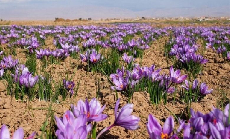 رکورد تازه در بورس کالا / ۱۴۵ میلیارد تومان زعفران معامله شد رکورد تازه در بورس کالا / ۱۴۵ میلیارد تومان زعفران معامله شد