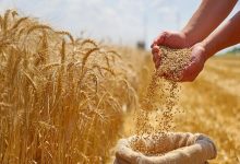 خبر مهم برای بازار گندم / تولید از مرز ۱۵ میلیون تن عبور کرد؟