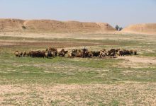 شبیخون به «دارابگرد»! + عکس