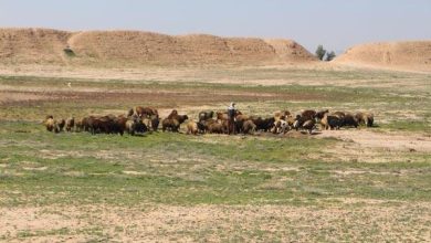 شبیخون به «دارابگرد»! + عکس