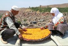 ثبت جشنواره برداشت «آلوی شهر خرو» در تقویم رویدادهای گردشگری کشور