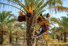 ثبت رویداد «مخ‌برون» برداشت خرمای بوشهر در سامانه رویدادهای گردشگری کشور