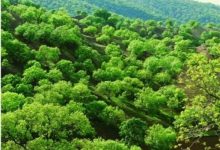 طبیعت بکر، بومگردی‌های نوپا و گردشگری سلامت؛ سه ضلع مثلث گردشگری ایلام
